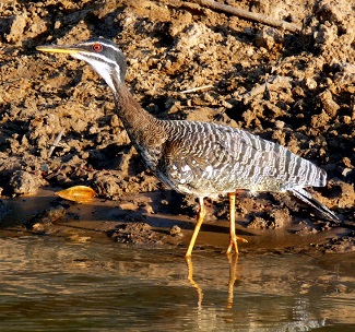 Sunbittern 