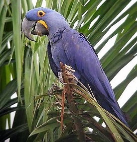 Hyacinth Macaw.