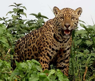 Jaguar by Steve Bird