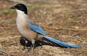 Iberian Magpie