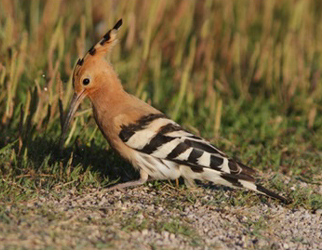 Hoopoe