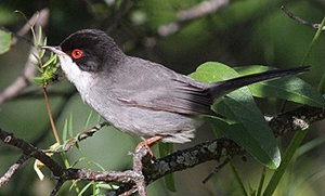 Sardinian Warbler