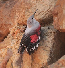 Wallcreeper