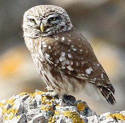 Little Owl