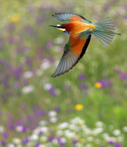 European Bee-eater