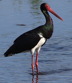 Black Stork