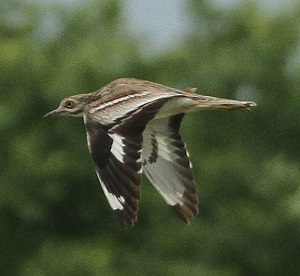 Stone Curlew