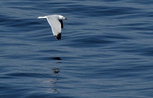 Audouin's Gull