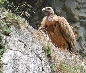 Griffon Vulture