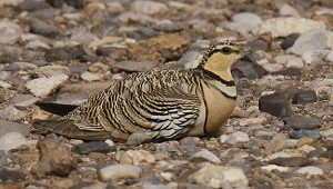 Pin-tailed Sandgrouse