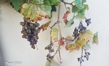 Grapes