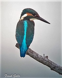 Kingfisher