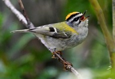 Goldcrest