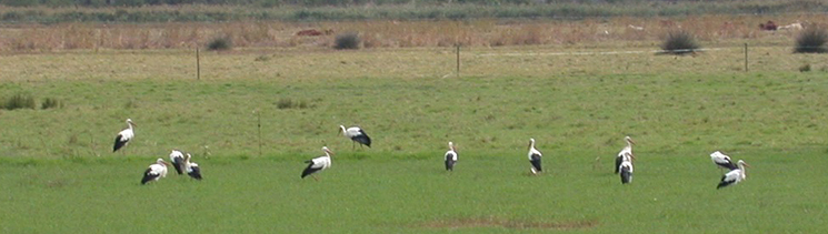 White Storks