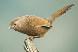 Bhutan Laughingthrush