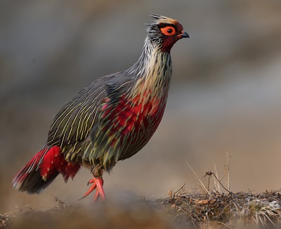 Blood Pheasant