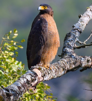 Crested Serpent-eagle