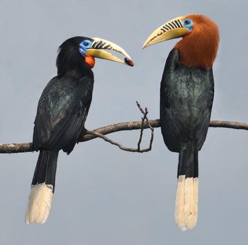 Rufous-necked Hornbill