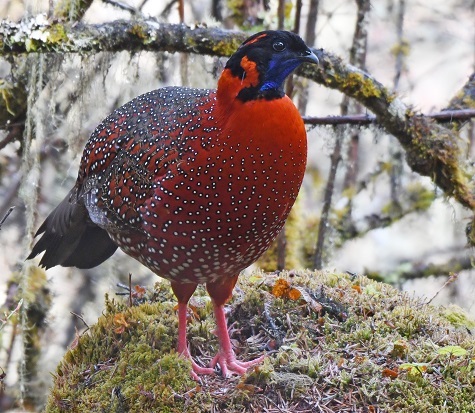 Satyr Tragopan