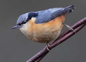 White-tailed Nuthatch