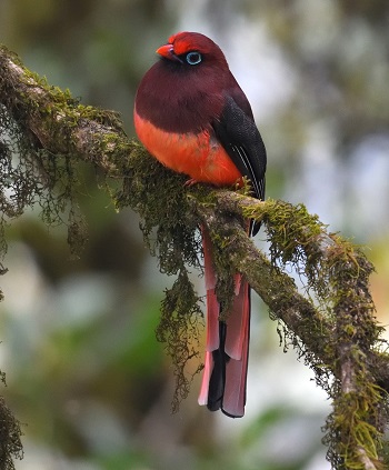 Ward's Trogon