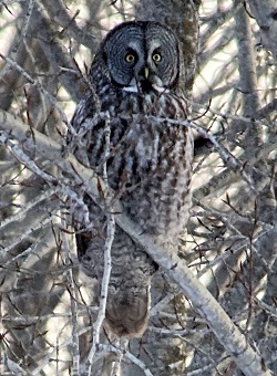 Great Gray Owl by Gina Nichol.