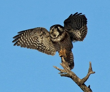 Northern Hawk-owl by Steve Bird.