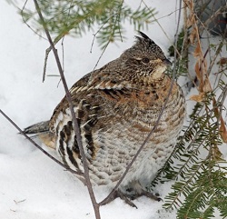 Ruffed Grouse