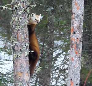 Pine Marten by Gina Nichol.