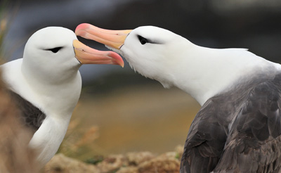 Black-browed Albatrosses by Martin van Lokven. 