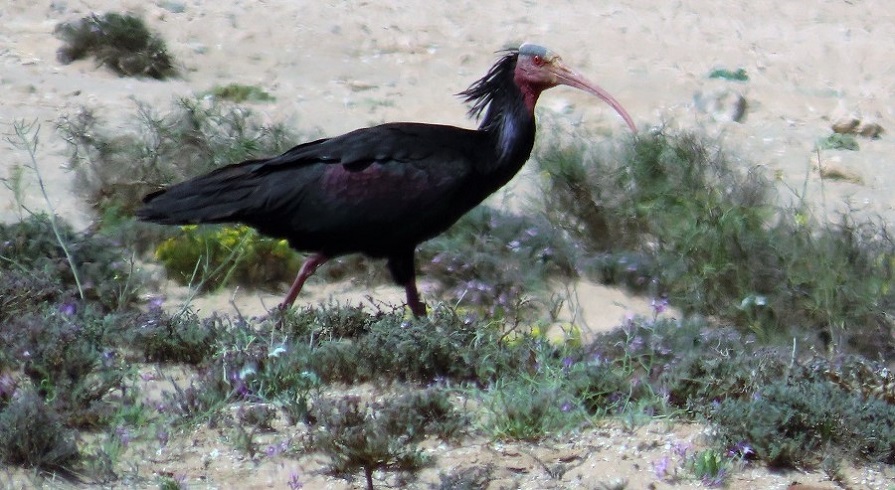 Bald Ibis, Morocco