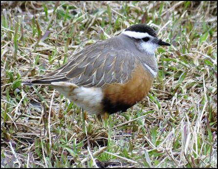 Dotterel by Gina Nichol