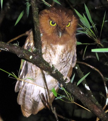 Santa Marta Screech Owl by Gina Nichol. 