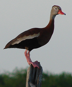 Black-bellied Whistling Duck.