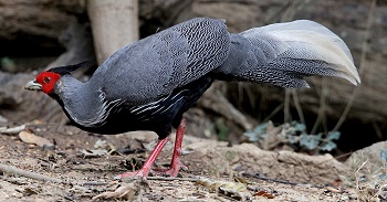 Silver Pheasant