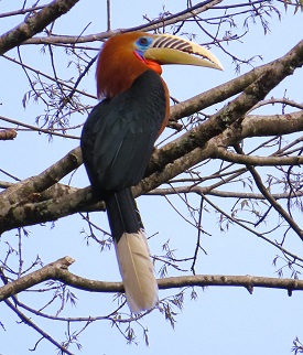 Rufous-naped Hornbill