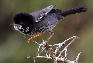 Cyprus Warbler