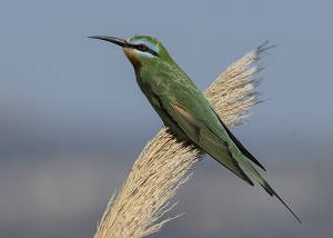 Blue-cheeked Bee-eater. 
