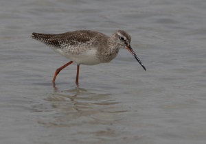 Spotted Redshank