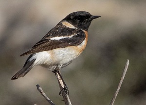 Siberian Stonechat