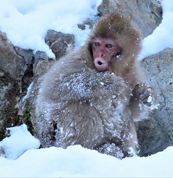 Snow Monkey, Japan
