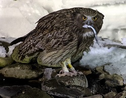 Blakiston's Fish Owl