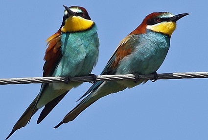 European Bee-eaters