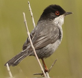 Sardinian Warbler/
