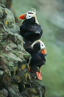 Tufted Puffin