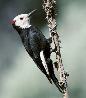 White-headed Woodpecker