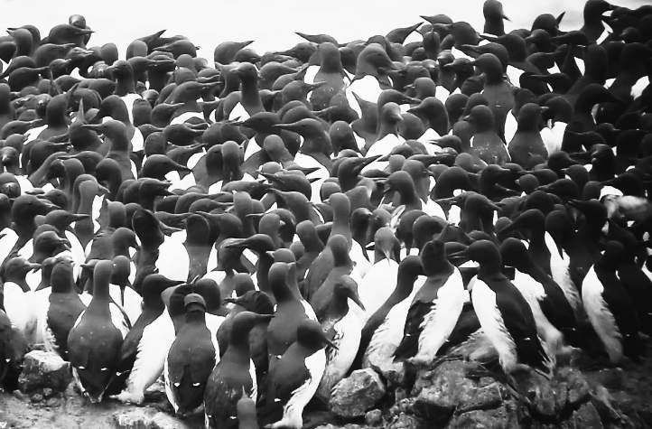 Common Murres