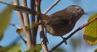 Wrentit