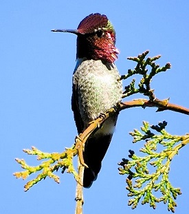 Anna's Hummingbird