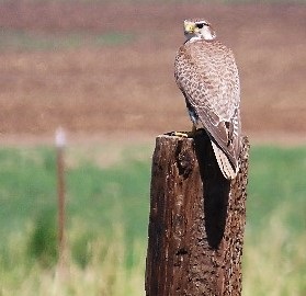 Prarie Falcon.
